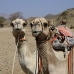 camel_desert_ma_v_0305_egy3580.jpg